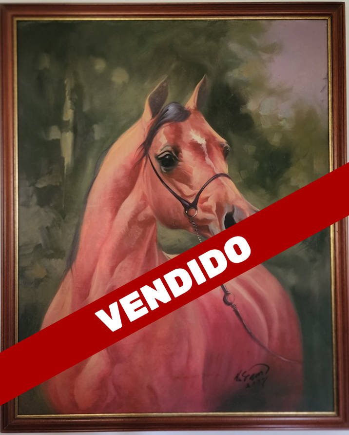 Caballo pura sangre Árabe